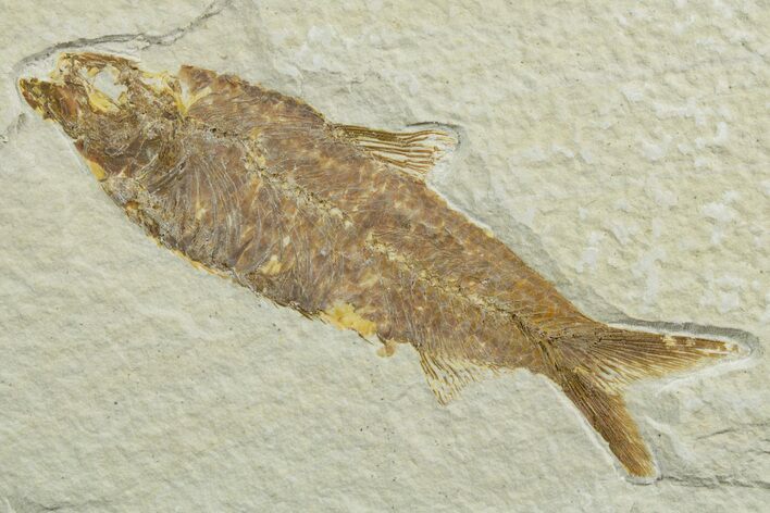 Detailed Fossil Fish (Knightia) - Wyoming #349601